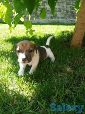 Продам шикарную девочку, джек рассел терьера!, фотография 1