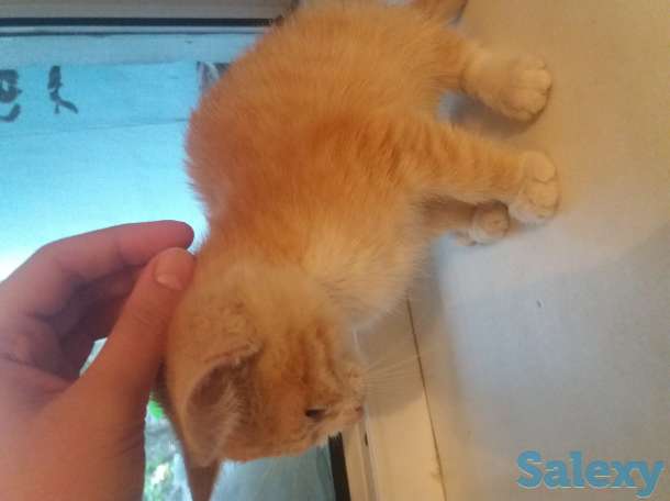 Отдам котят в добрые руки, фотография 1