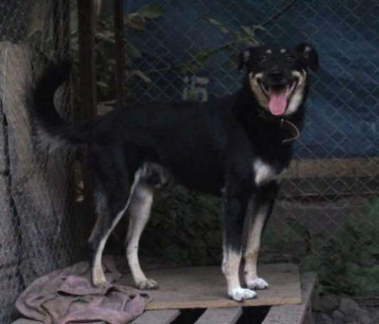 Отдаем в добрые руки Кронс, фотография 1