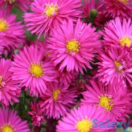 Продажа цветов, фотография 4