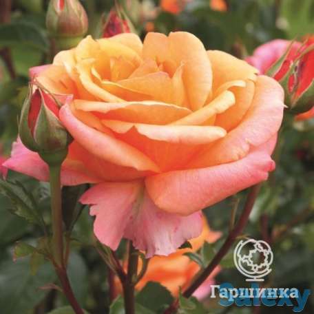 Роза черри бренди чайно-гибридная, топалович, фотография 1