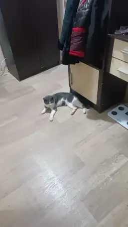 Отдам кота в добрые руки,к лотку приучен,ласковый,спокойный возраст примерно не больше полтора года, фотография 2