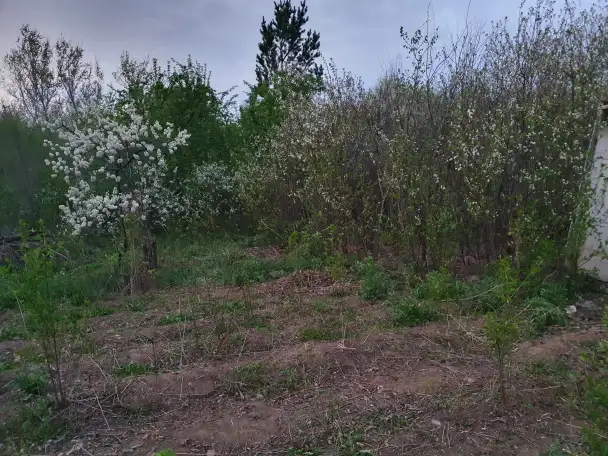 Сдам в аренду садовый участок в черте города, садовое общество 