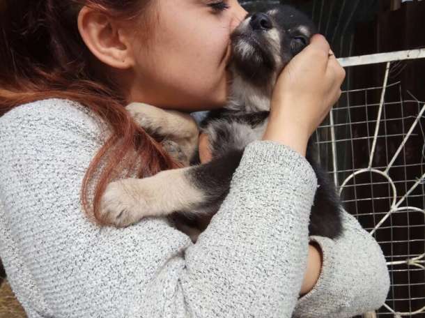 Собаки из приюта  свет надежды, фотография 1