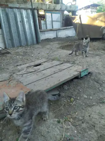 Отдам котят в добрые руки, фотография 3