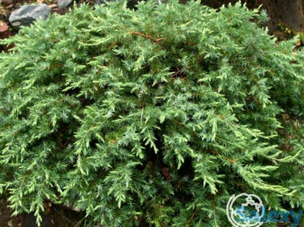 Можжевельник прибрежный шлягер, фотография 1