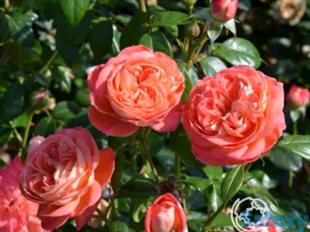 Роза квин оф херц флорибунда, топалович, фотография 1