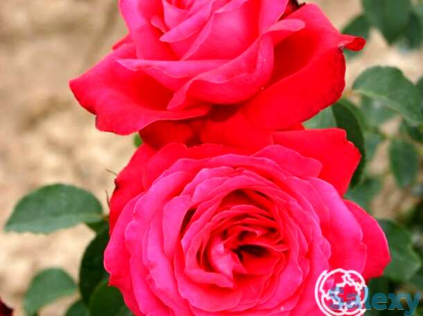 Роза Алекс Ред чайно-гибридная, фотография 1