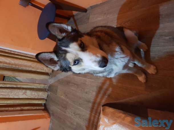 Пропала Хаска, фотография 1