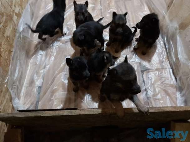 Продам щенков Немецкой овчарки, фотография 1