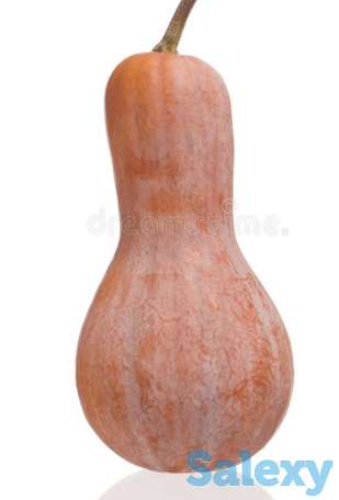 Рассада тыквы, фотография 3