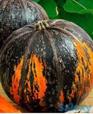 Рассада тыквы, фотография 1