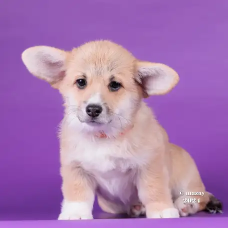 Щенки Вельш Корги Пемброк, фотография 6