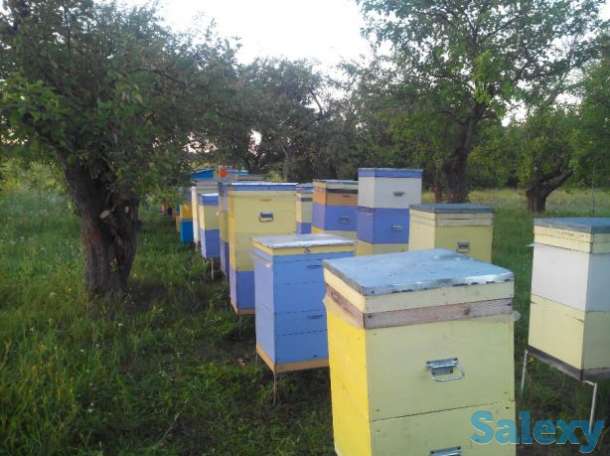 100% натуральный мёд 2018 со своей пасеки, фотография 2