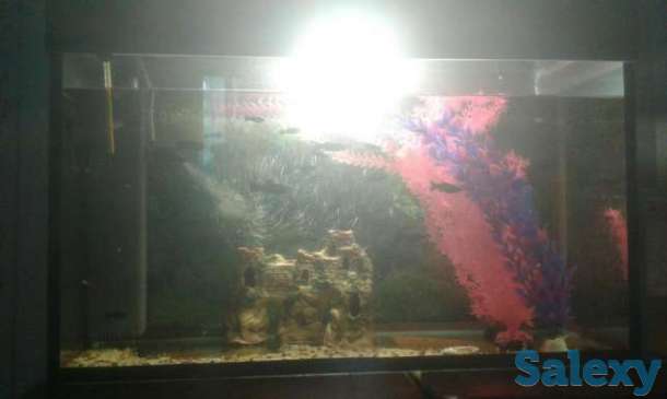 Продам аквариум с рыбками, фотография 1