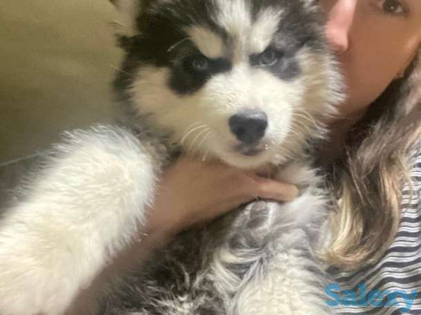 Продаю щенков сибирской хаски, фотография 2