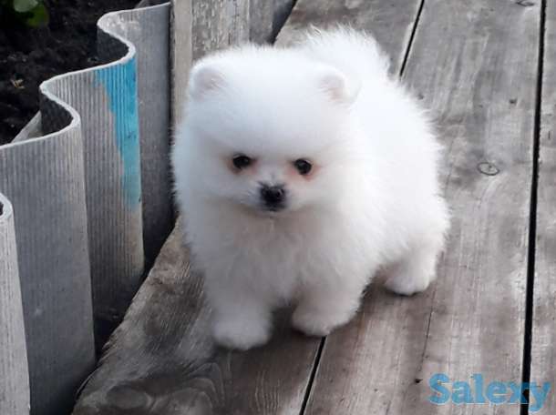 Белоснежые шпицы, фотография 5