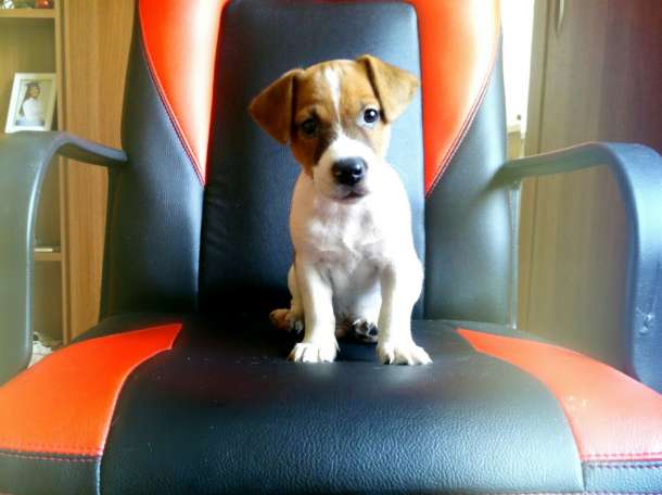 чудесный щенок джек рассел терьера, фотография 1