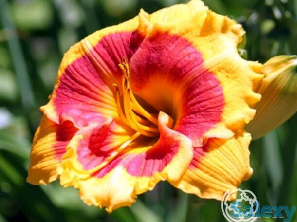 Лилейник бруквуд ли кози, фотография 1