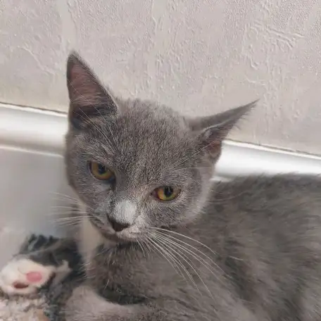 Бесплатно котята! Британец и бенгальская порода, фотография 1