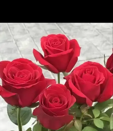 Саженцы роз, фотография 5