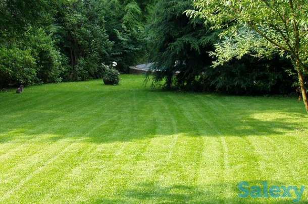Устройство рулонного газона в Алматы, фотография 3