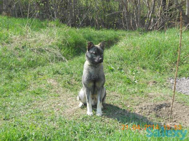 Отдам друга в хорошие руки, фотография 1