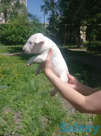 Миниатюрный бультерьер, фотография 12