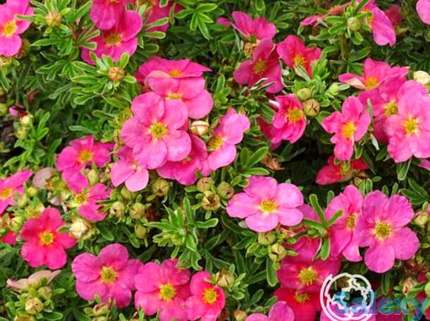 Лапчатка белиссима, фотография 1