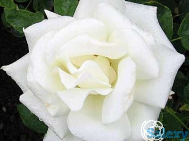 Роза паскаль чайно-гибридная, топалович, фотография 1