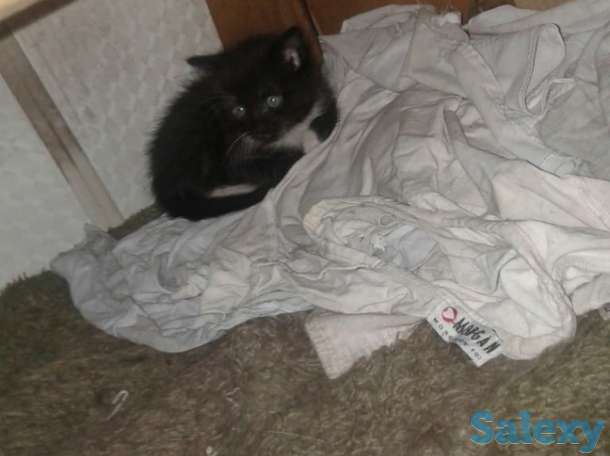 Срочно отдаю даром котят!, фотография 3