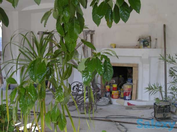 Фикус, фотография 2