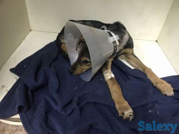 Отдам собаку бесплатно, фотография 1