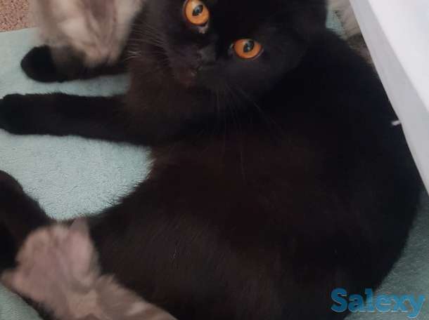 Шотландские  котята, фотография 10