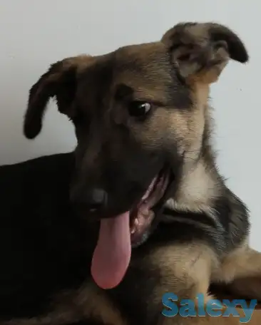 Отдам щенка бесплатно, фотография 2