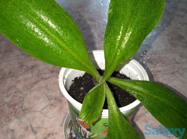 Традесканция гигантская, фотография 1