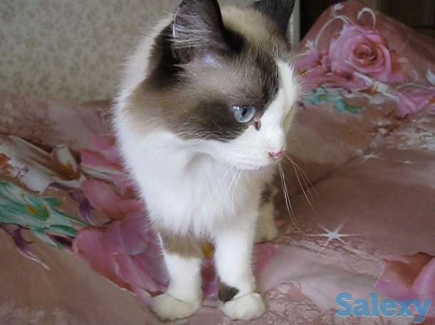 У меня Хозяин умер, фотография 6