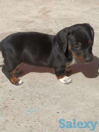 Продаются щенки стандартной гладкошерстной таксы, фотография 1