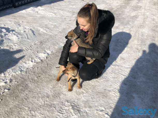 Отдаем щенят в самые лучшие руки, фотография 4