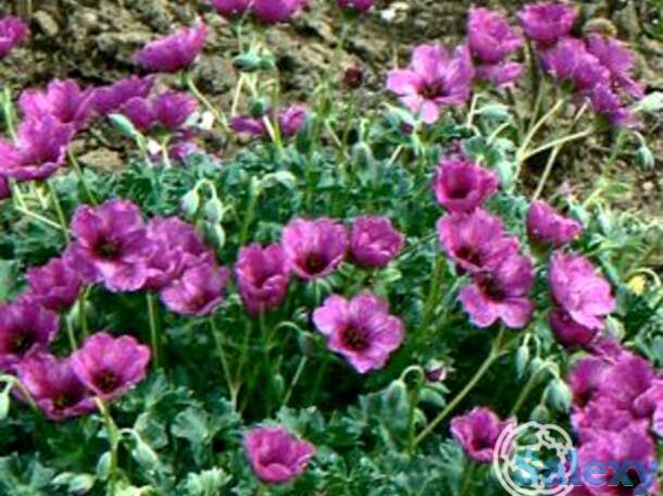 Герань садовая гюссепии, фотография 1