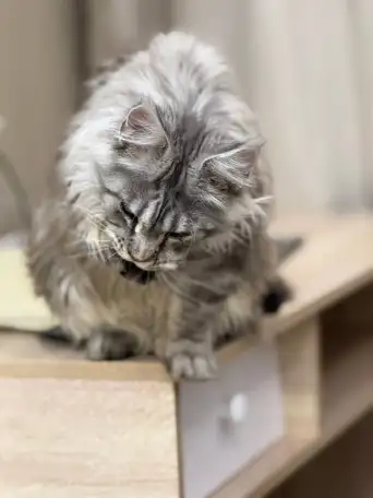 Мейн-Кун для вязки, фотография 5