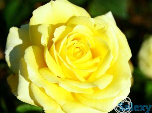 Роза николя уло чайно-гибридная, топалович, фотография 1