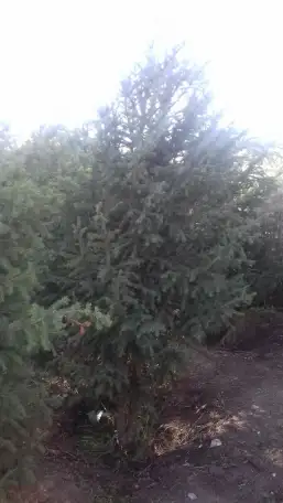 Озеленение и благоустройство территорий, фотография 5