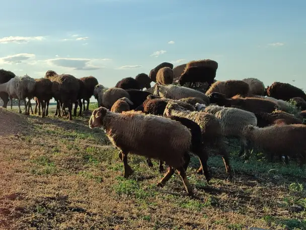 Мелкий скот, бараны, фотография 6