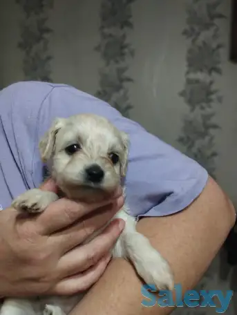 Продажа мальтипу, фотография 5