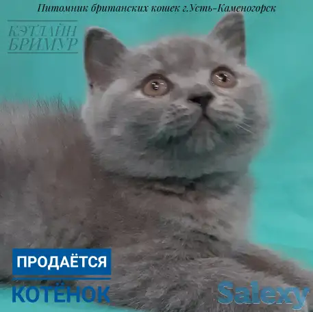 Британские котята, фотография 6