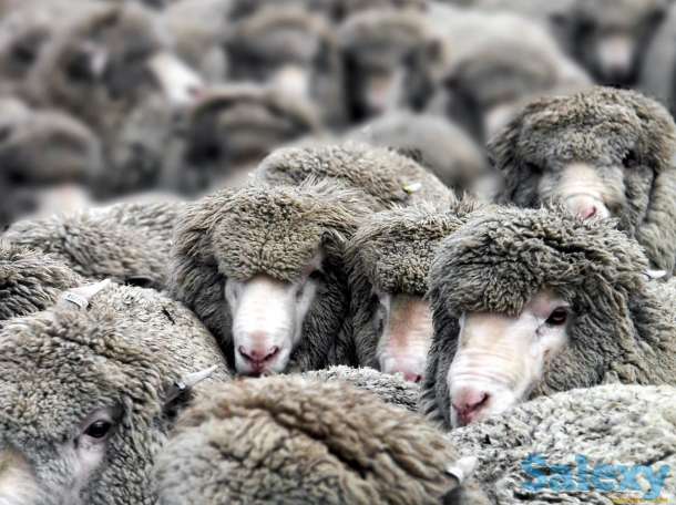 Продам баран 30 тысяч,барануха с баранёнком 40 тысяч,тлф, фотография 1