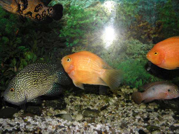 продам два аквариума, фотография 4