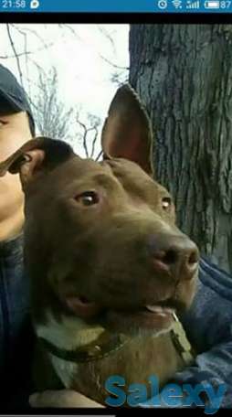 Продам питбуля.., фотография 1