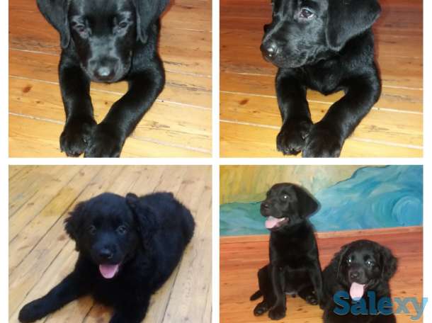 Продам щенков лабрадора черного окраса, фотография 7